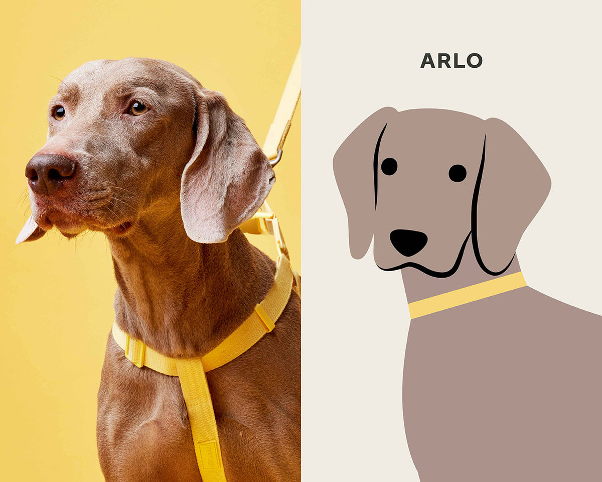 ARLO