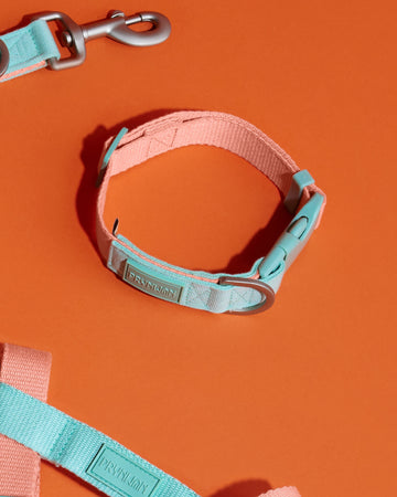 Two Tone Quick Release Collar ปลอกคอ