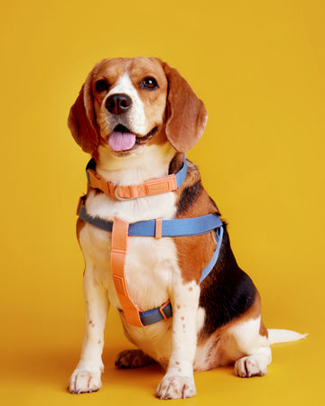 Two tone Step-in Harness สายรัดอก