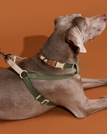 Step-in Harness สายรัดอก