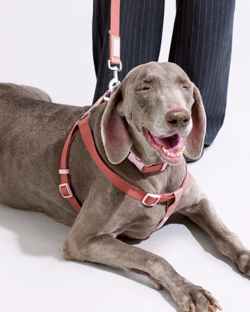 Step-in Harness สายรัดอก