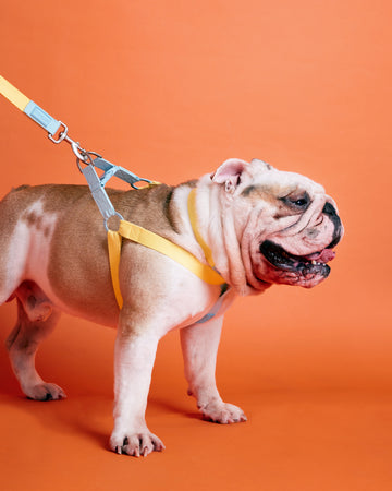 Two tone Adjustable Leash	สายจูง