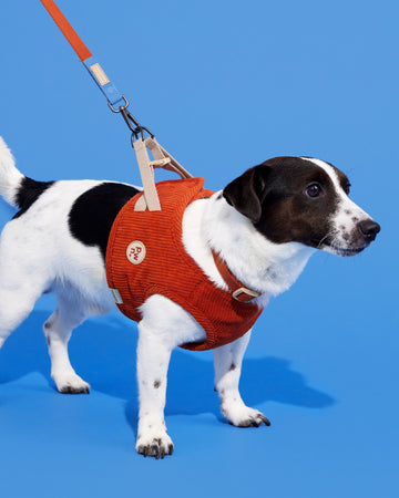 Adjustable Leash สายจูง
