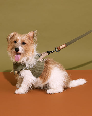 Adjustable Leash สายจูง