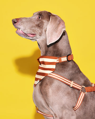 Prynometry Step-In Harness สายรัดอก