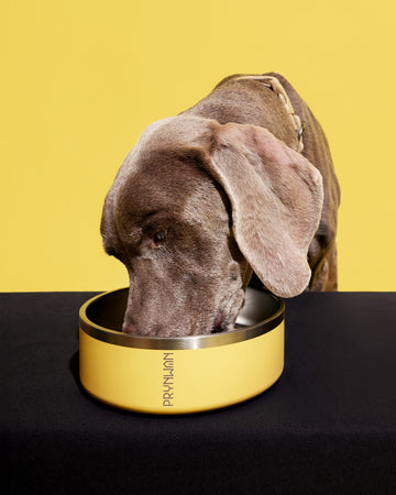 Tone on tone Stainless steel Bowl ชามอาหาร