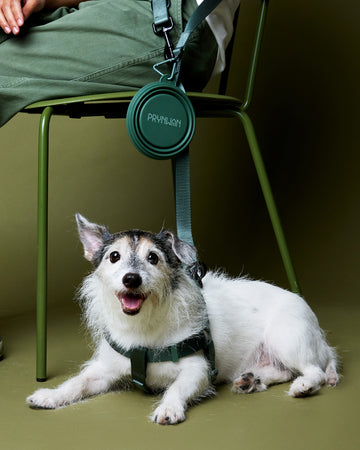 Tone on tone Travel Bowl ชามอาหาร