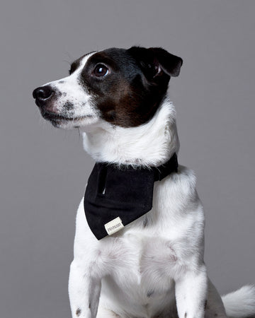 Tone On Tone Quick Release Collar ปลอกคอ