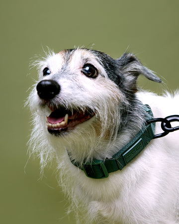 Tone On Tone Quick Release Collar ปลอกคอ