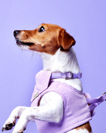 Tone On Tone Quick Release Collar ปลอกคอ