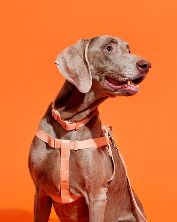 Tone On Tone Quick Release Collar ปลอกคอ