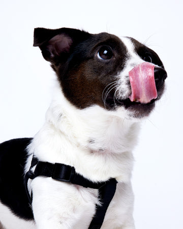 Tone on tone Step-in Harness สายรัดอก