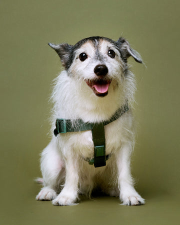 Tone on tone Step-in Harness สายรัดอก