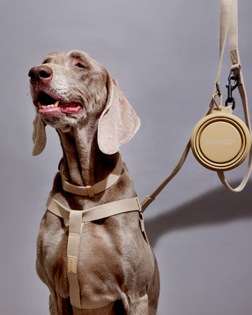 Tone on tone Step-in Harness สายรัดอก