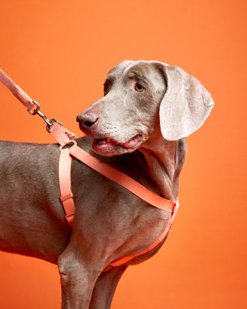 Tone on tone Step-in Harness สายรัดอก