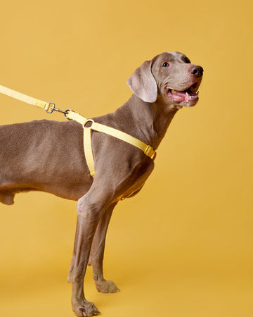 Tone on tone Step-in Harness สายรัดอก