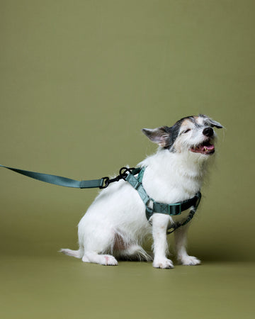 Tone on tone Adjustable Leash สายจูง