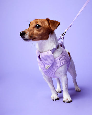 Tone on tone Adjustable Leash สายจูง