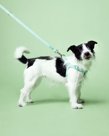 Tone on tone Adjustable Leash สายจูง