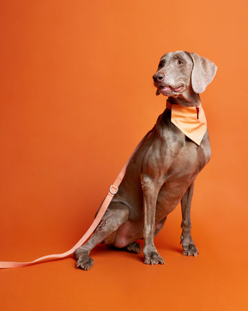 Tone on tone Adjustable Leash สายจูง