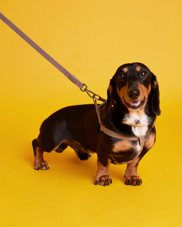 Tone on tone Adjustable Leash สายจูง